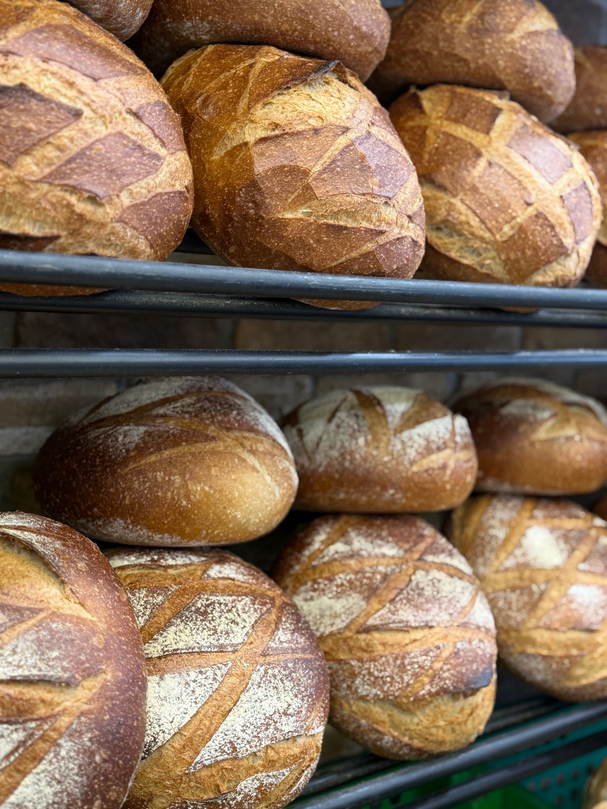 Miches de pain au levain alignées sur des claies